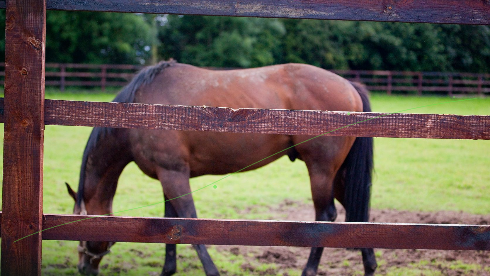 Thoroughbred horses at the Irish National Stud in County Kildare