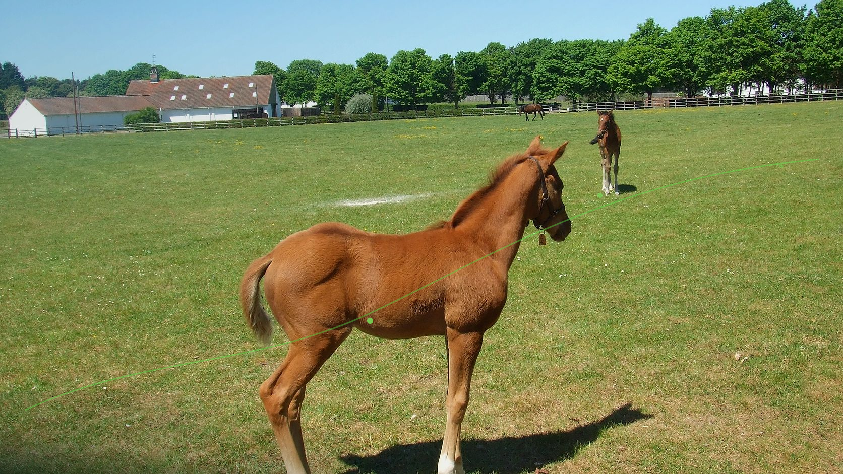 Thoroughbred foals in a paddock at the National Stud in Newmarket